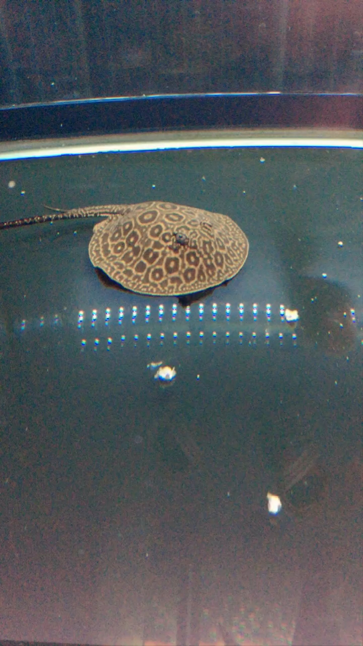 黑帝王魟鱼 晚饭