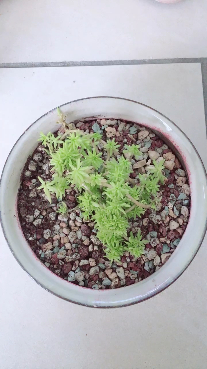 长得和黄金万年草好像啊