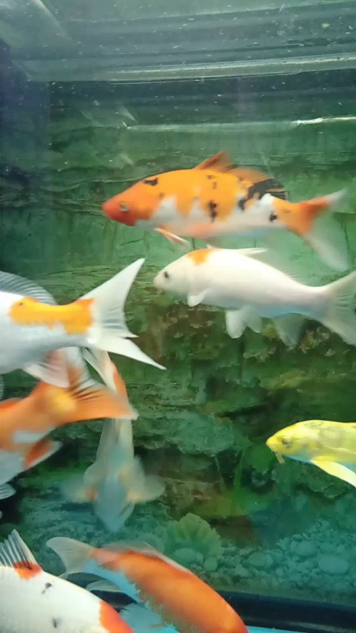 鱼  