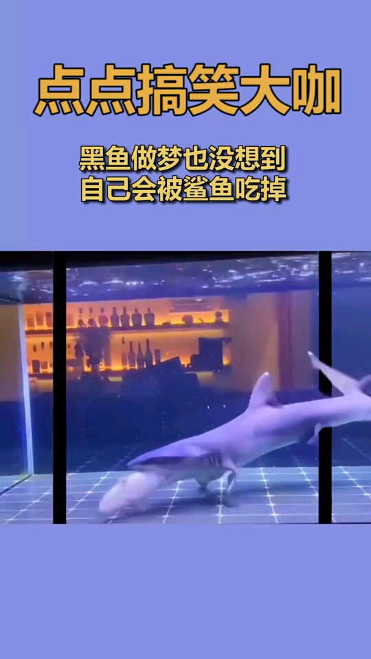 黑鱼做梦也没想到,自己会被鲨鱼吃掉