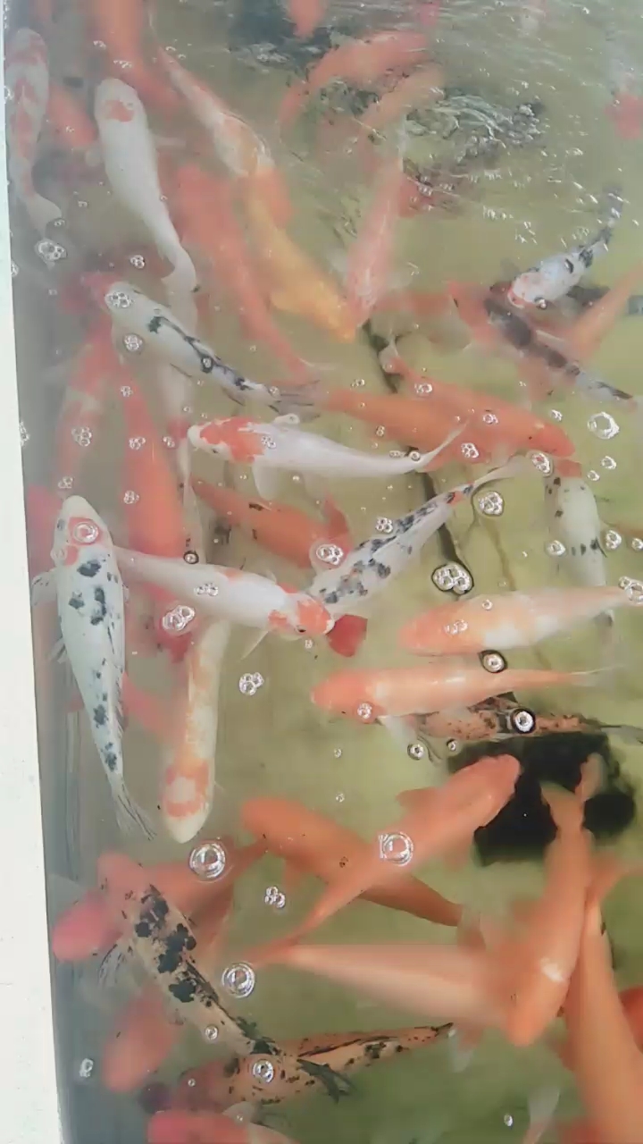 见者发财,祝朋友们年年有鱼,事事顺心。