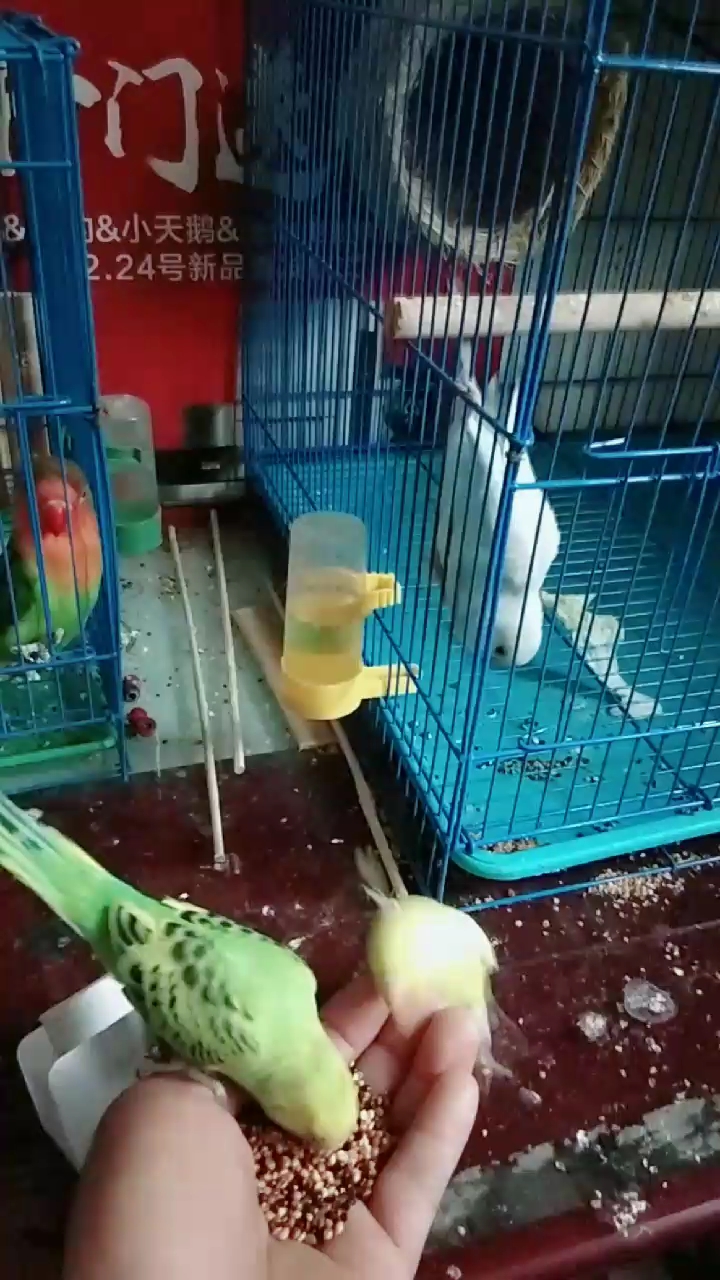 都等着我喂他们