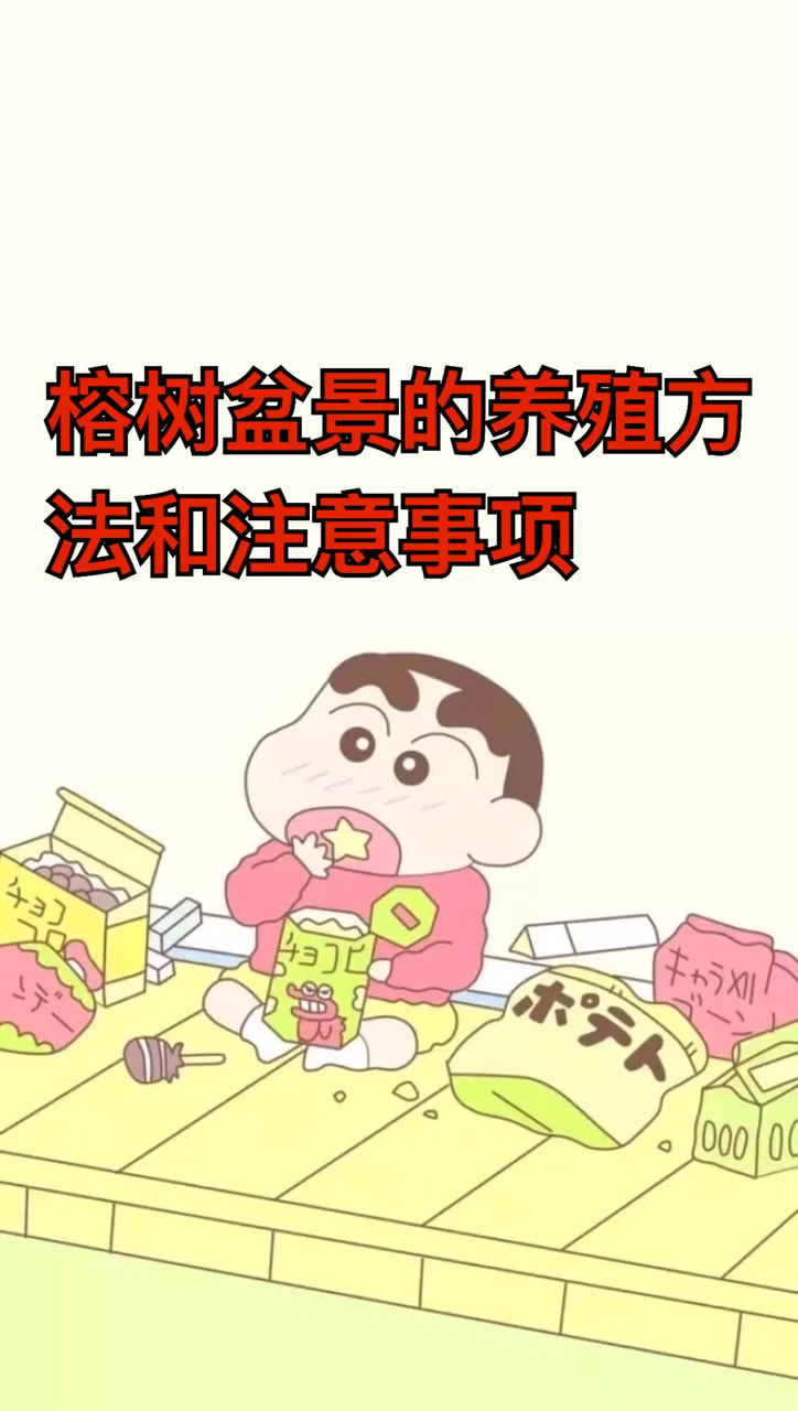 榕树盆景的养殖方法和注意事项