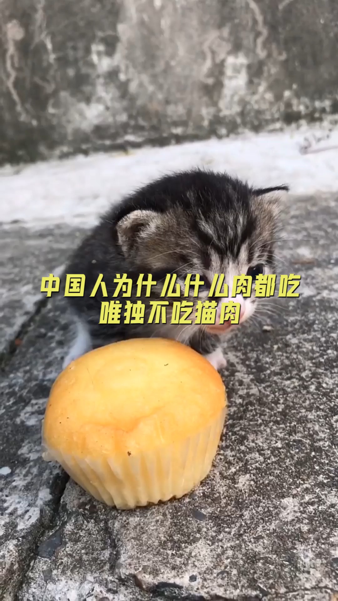 #美食#中国人什么肉都吃,唯独不吃猫肉