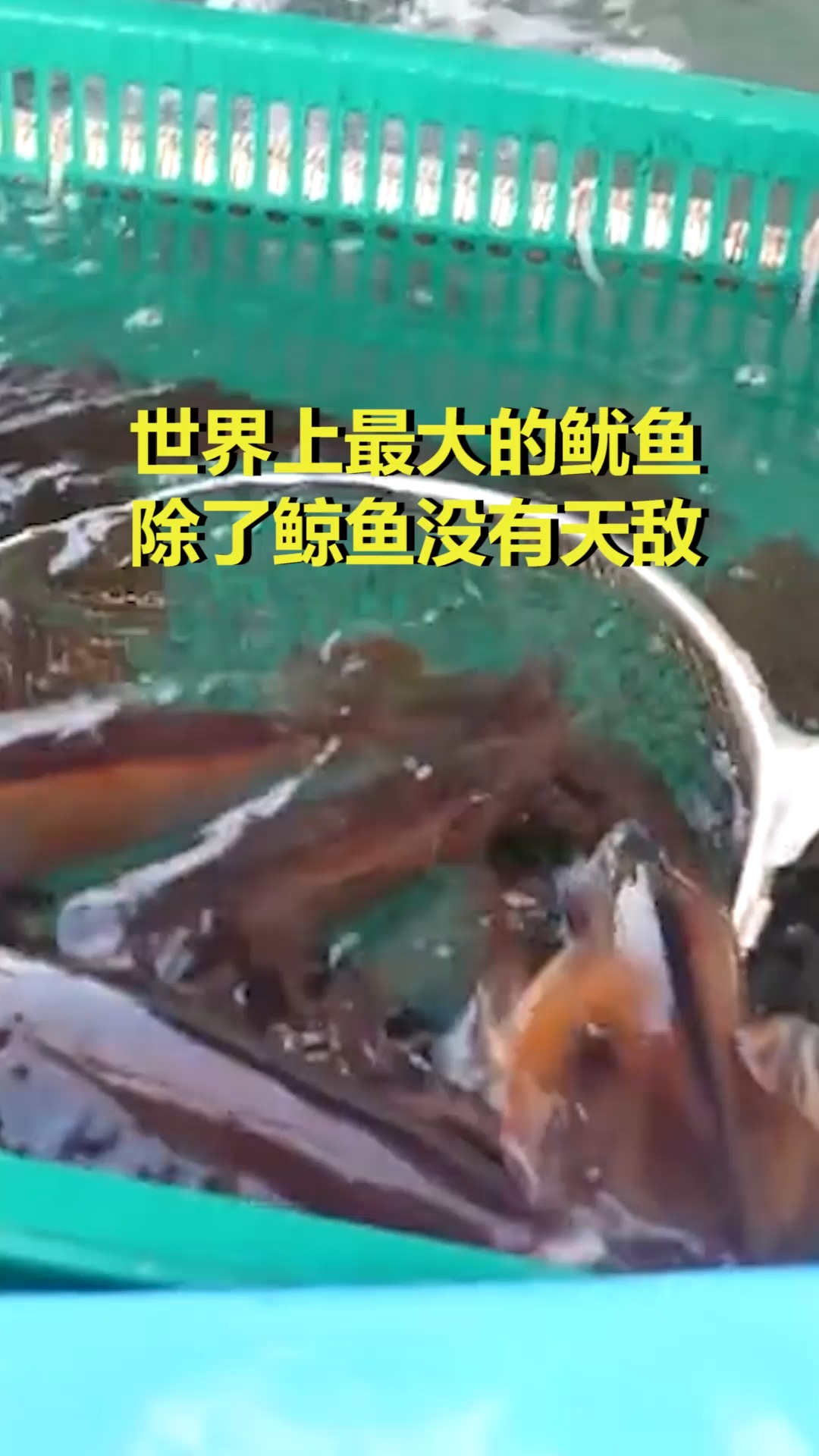 #我要上热门#世界上最大的鱿鱼 除了鲸鱼没有天敌
