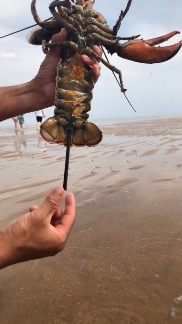 大龙虾吃之前必须要先给它这样排尿!