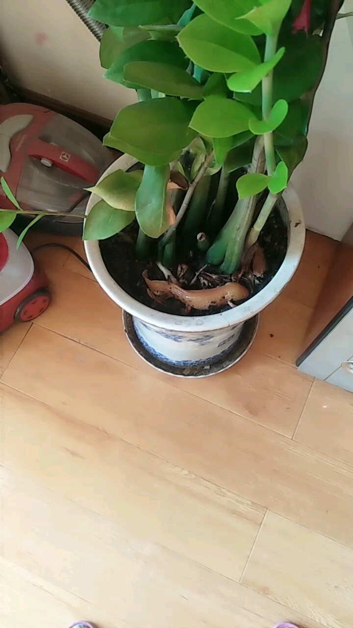 六角龙鱼