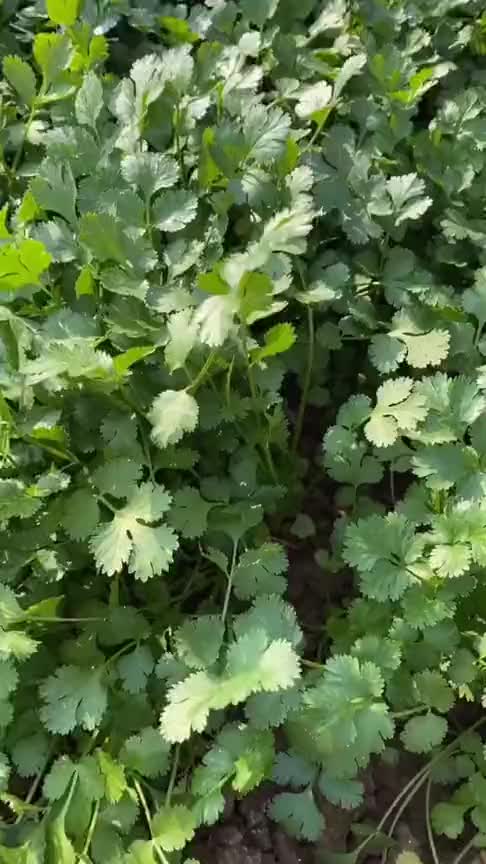 大多人都吃过香菜,但是你不知道它还可以用来煮水喝,你知道它有什么功效嘛