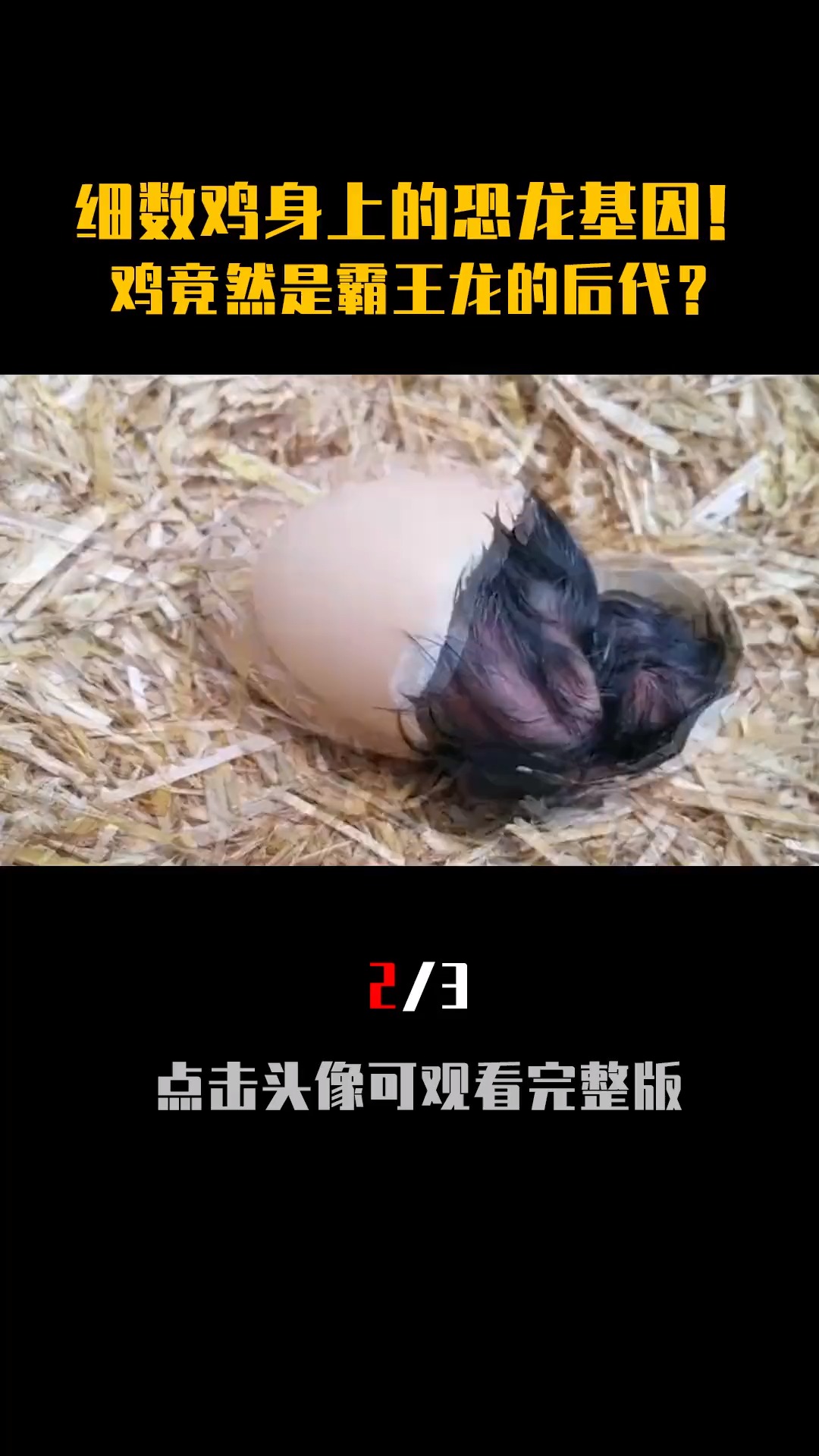 霸王龙并没有灭绝?反而进化成人的盘中餐,细数鸡身上的恐龙基因!(2_3)