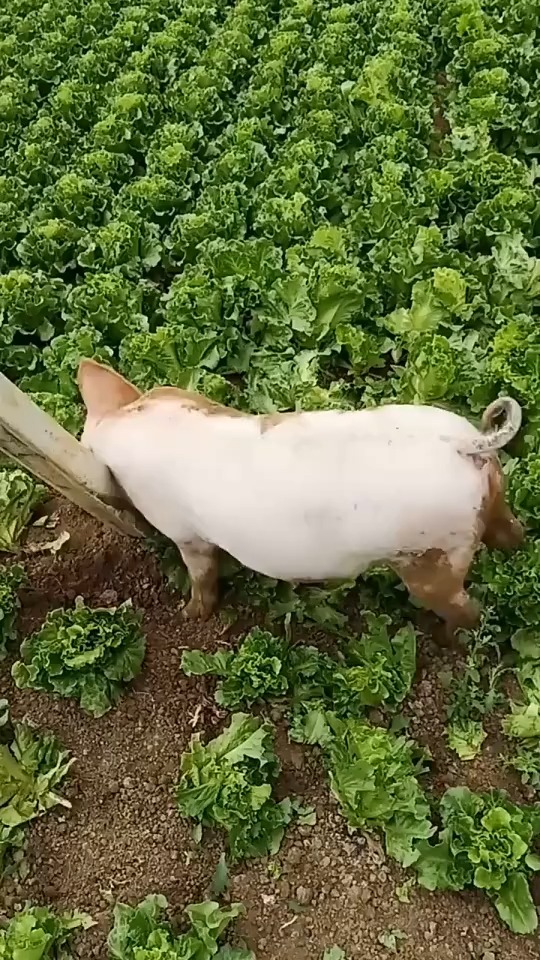 #搞笑段子剧#好白菜都让猪给拱了