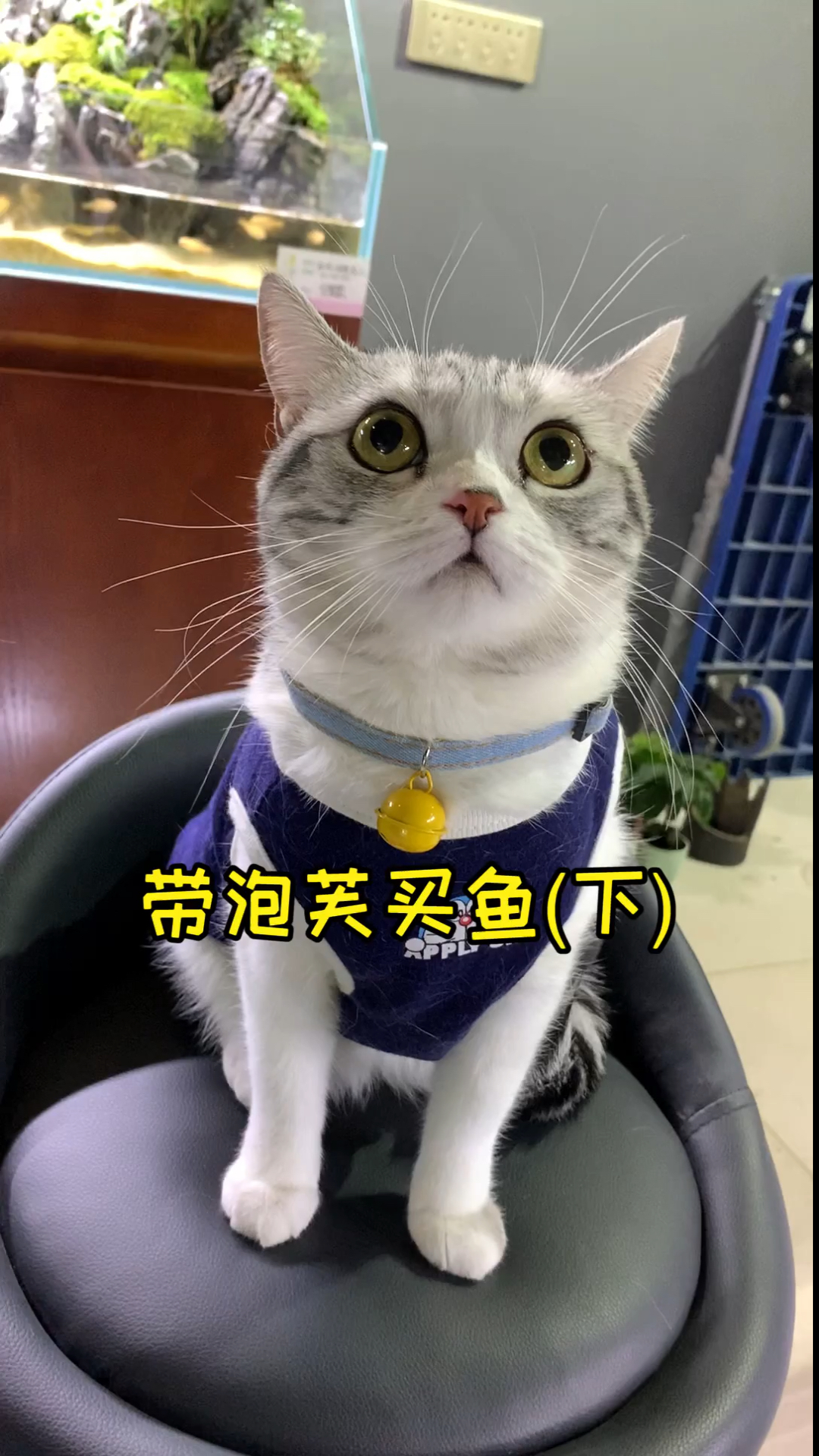 #家有猫咪#把鱼缸搬回家了 泡芙依然看不够 不知道这六十条小鱼能挺多久