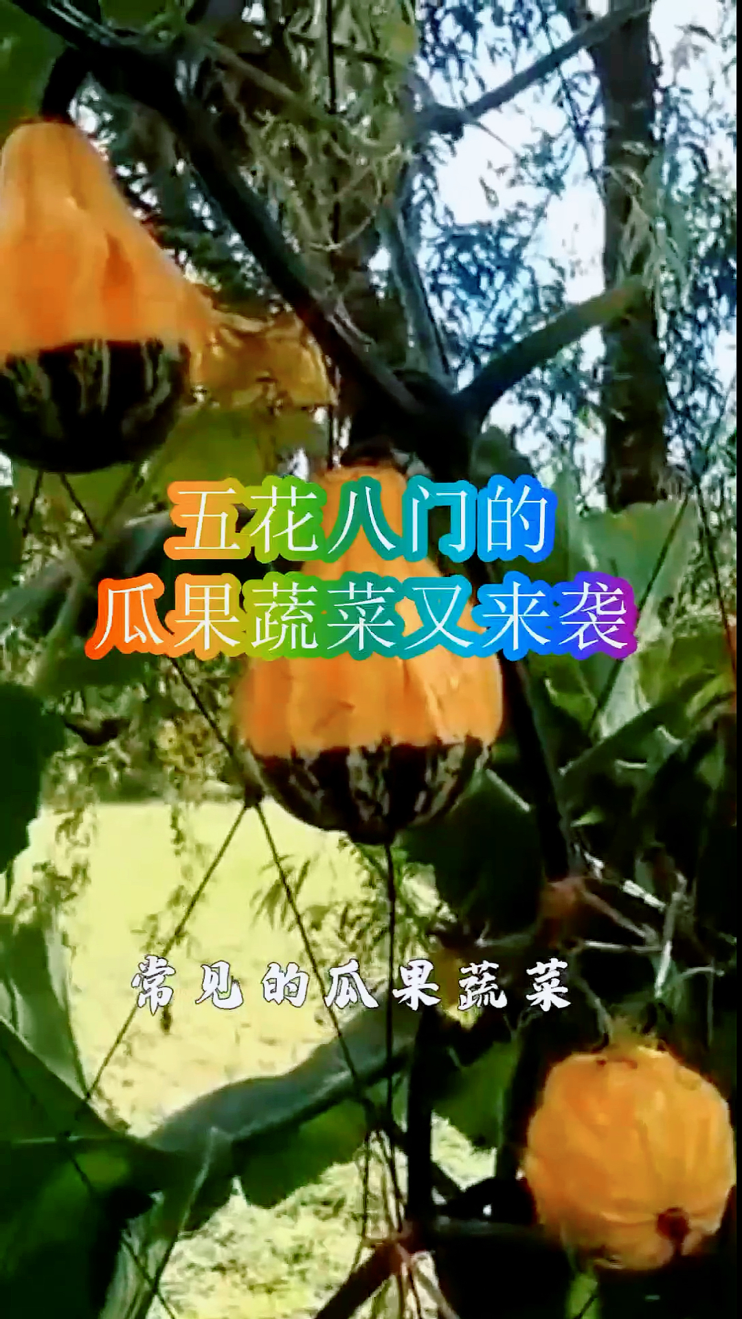 五花八门的瓜果蔬菜.样子都是奇形怪状.真是太神奇了!