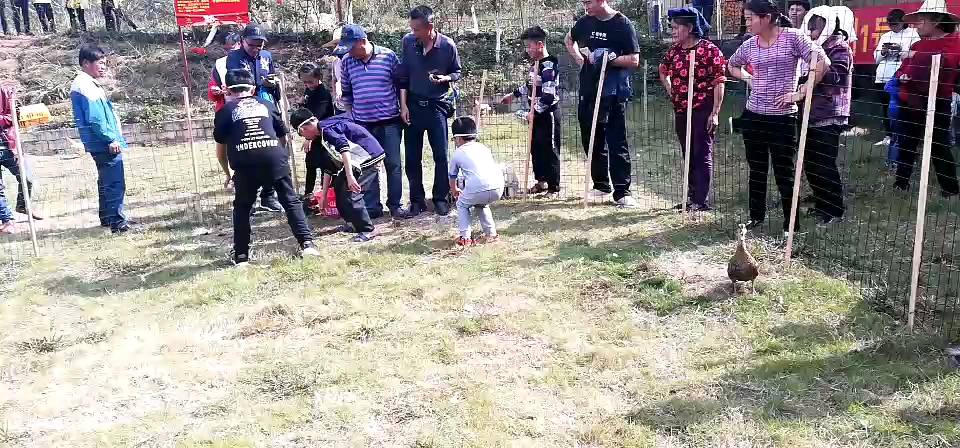 蒙眼捉鸭子