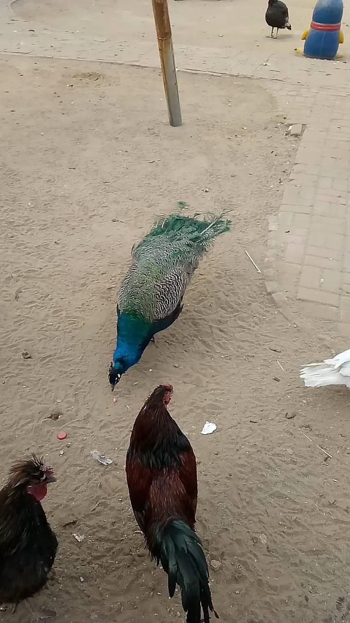 孔雀  火鸡