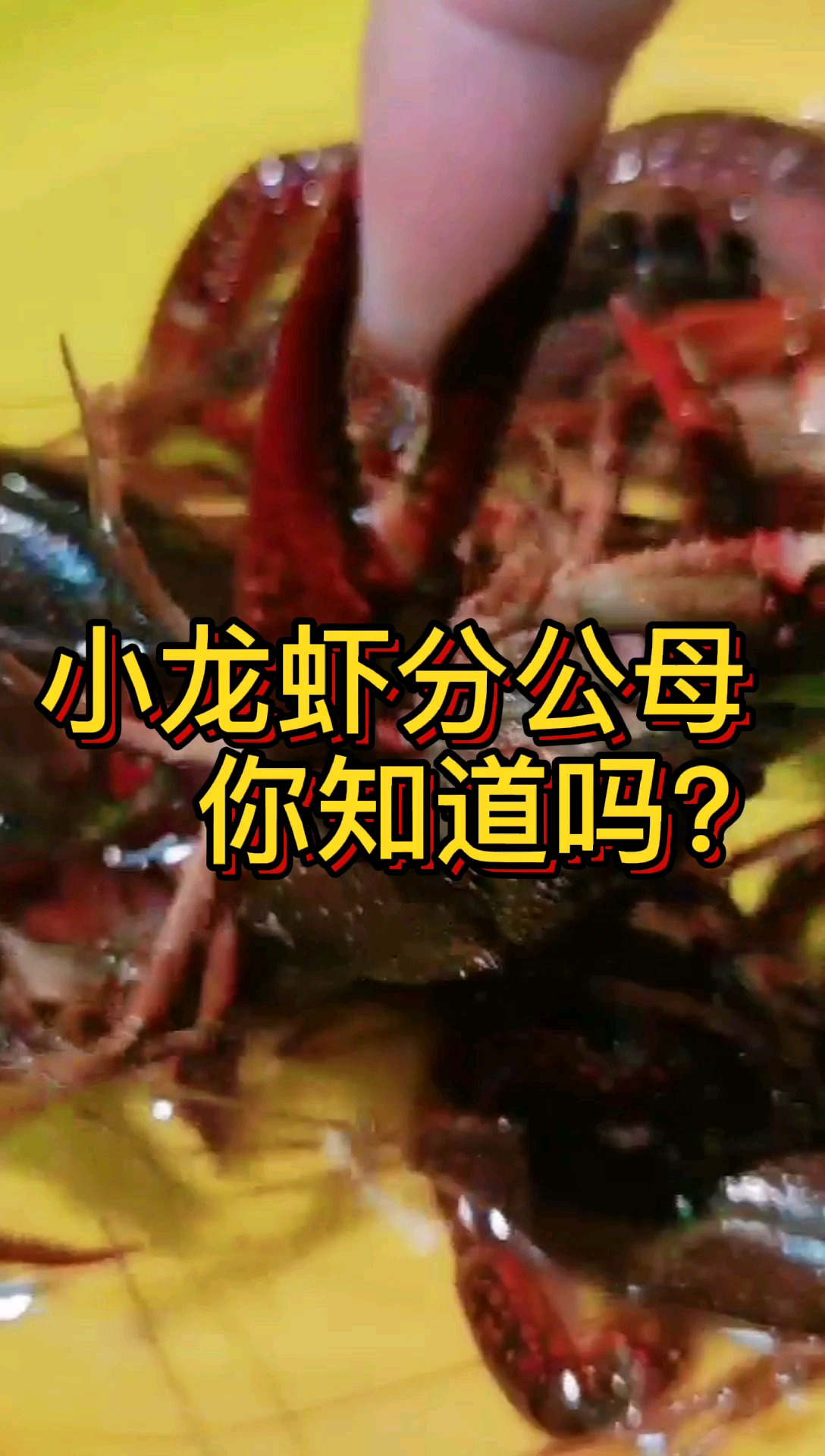 #美食小技巧#又到了吃小龙虾的季节,你知道公虾好吃还是母虾好吃吗?