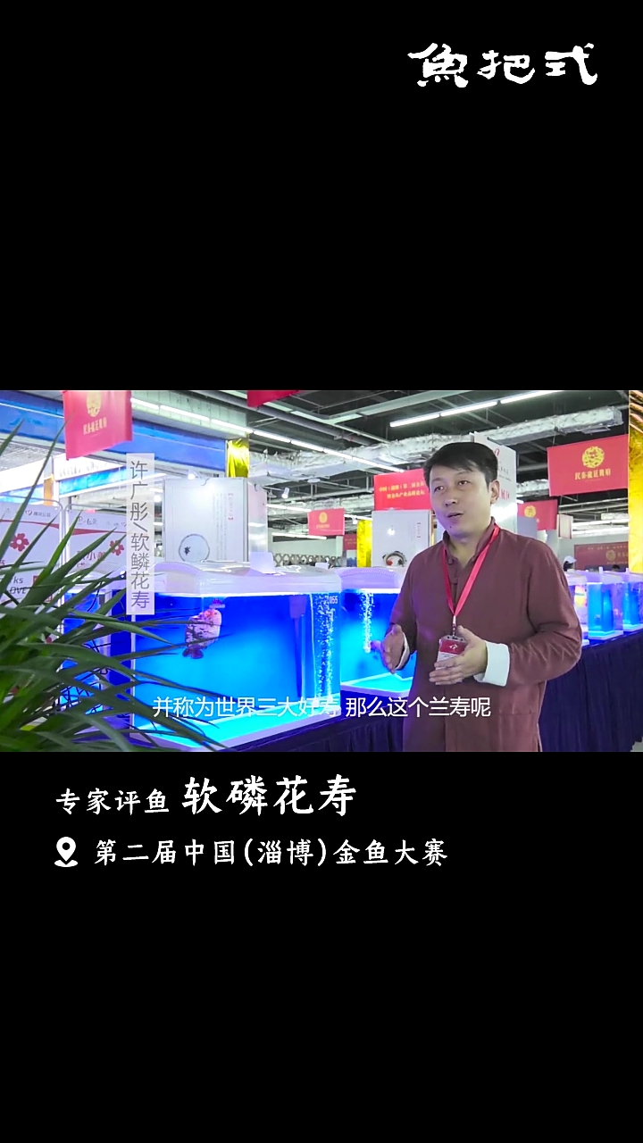 #我要上热门#软鳞花寿金鱼你们了解多少?