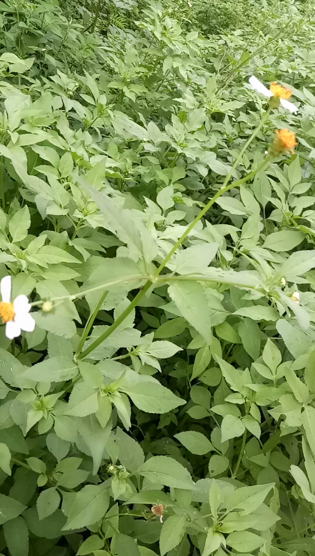 #夏天就要吃水果#鬼针草,别名豆渣草,民间常用草药,性温,味苦,无毒,全草匀可入药,具有清