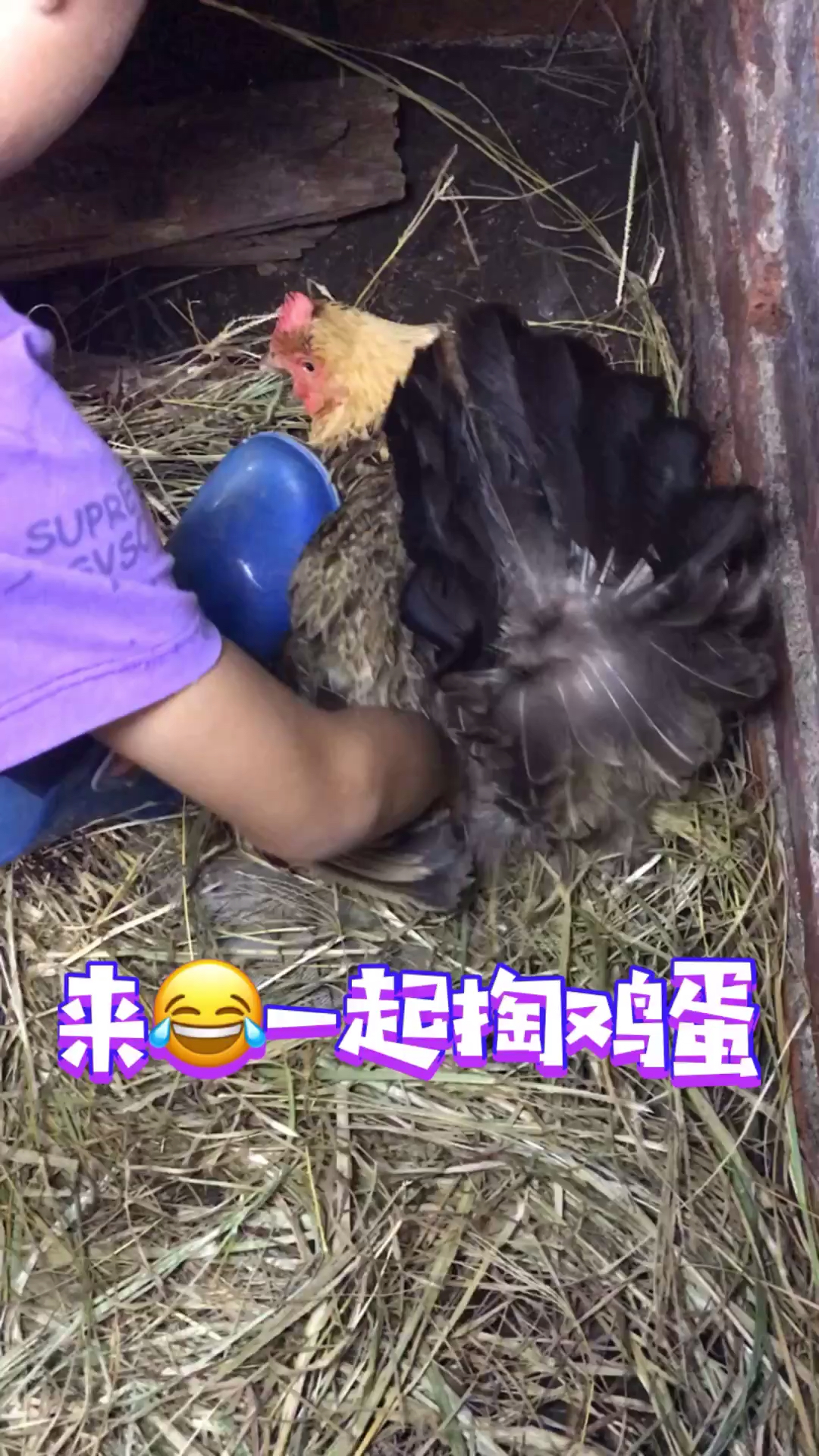最近猪肉价格太贵了,只能跟老母鸡借鸡蛋吃了