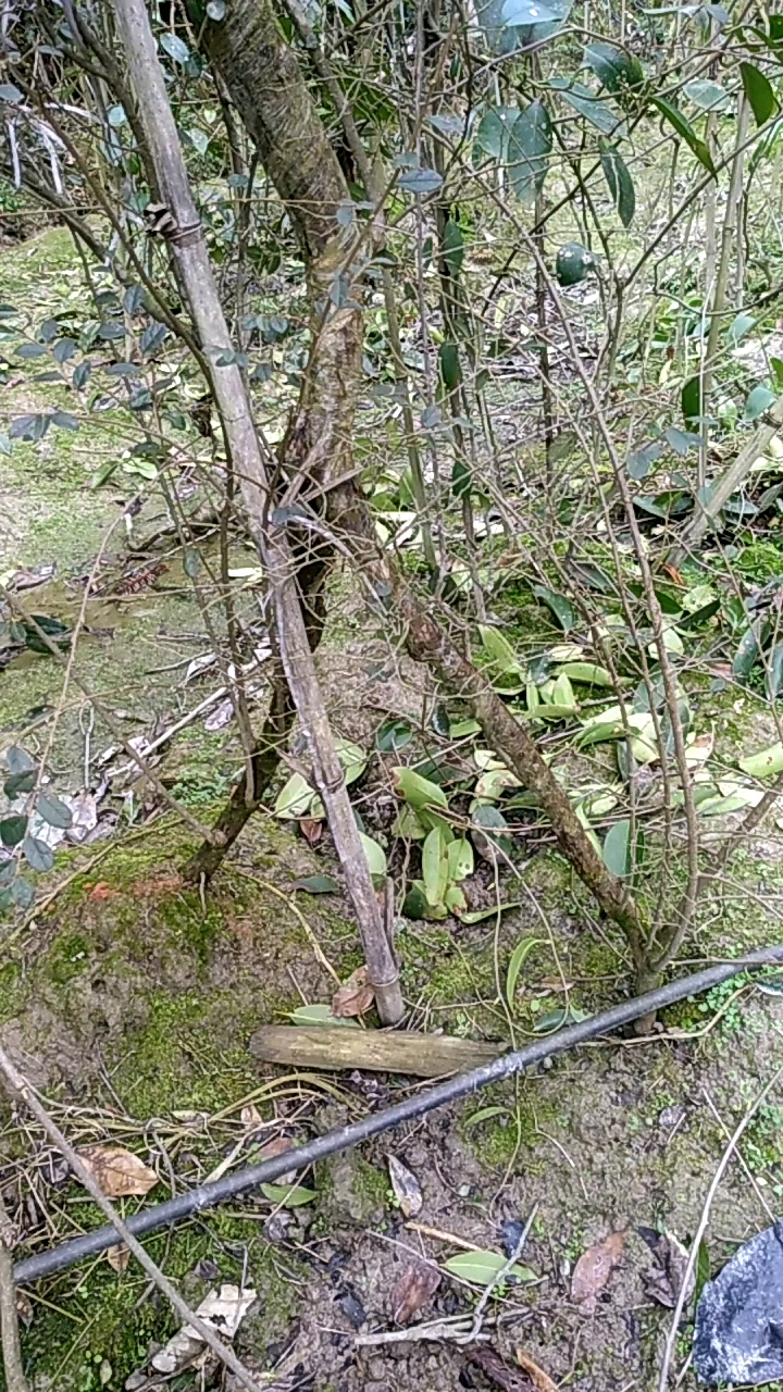 #欢乐幸福年#看看这树是怎么种的