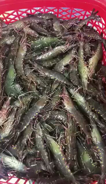 每天秒清空的黑虎虾最近吃虾季,量少供不应求~全靠抢