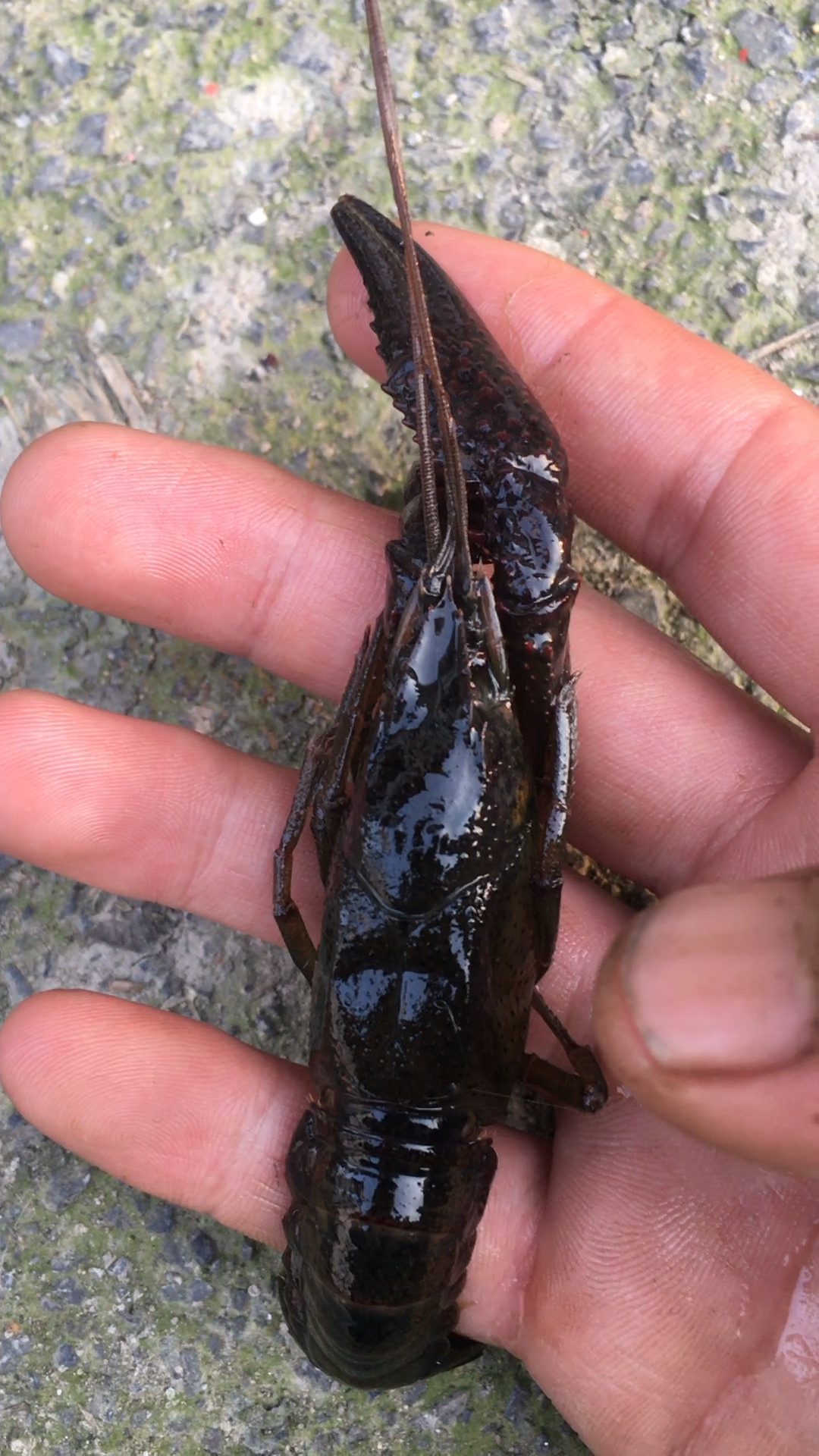 刚脱完壳的小龙虾,身体很虚弱,但是每次脱壳小龙虾都是生长1-3钱,但是注意补钙