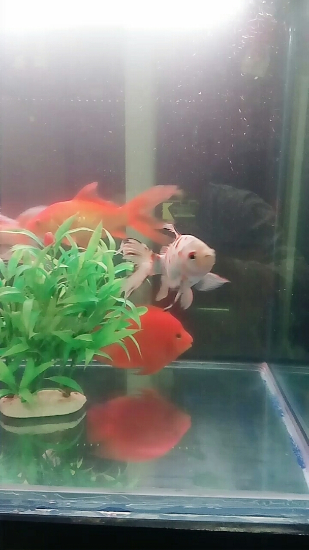 看看红鹦鹉和锦鲤鱼  漂亮不。