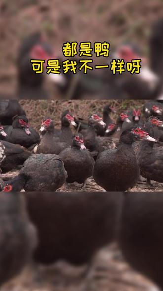 番鸭和普通鸭子的区别