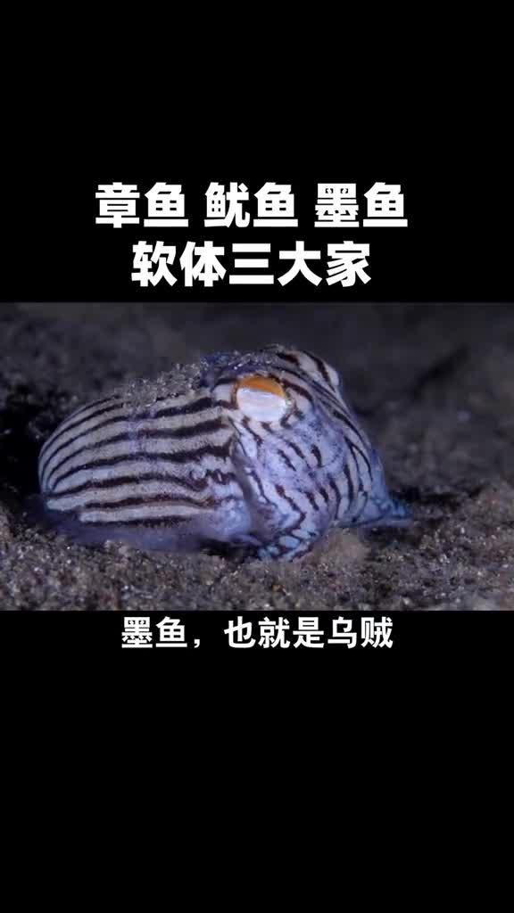章鱼、鱿鱼、墨鱼是一家吗?