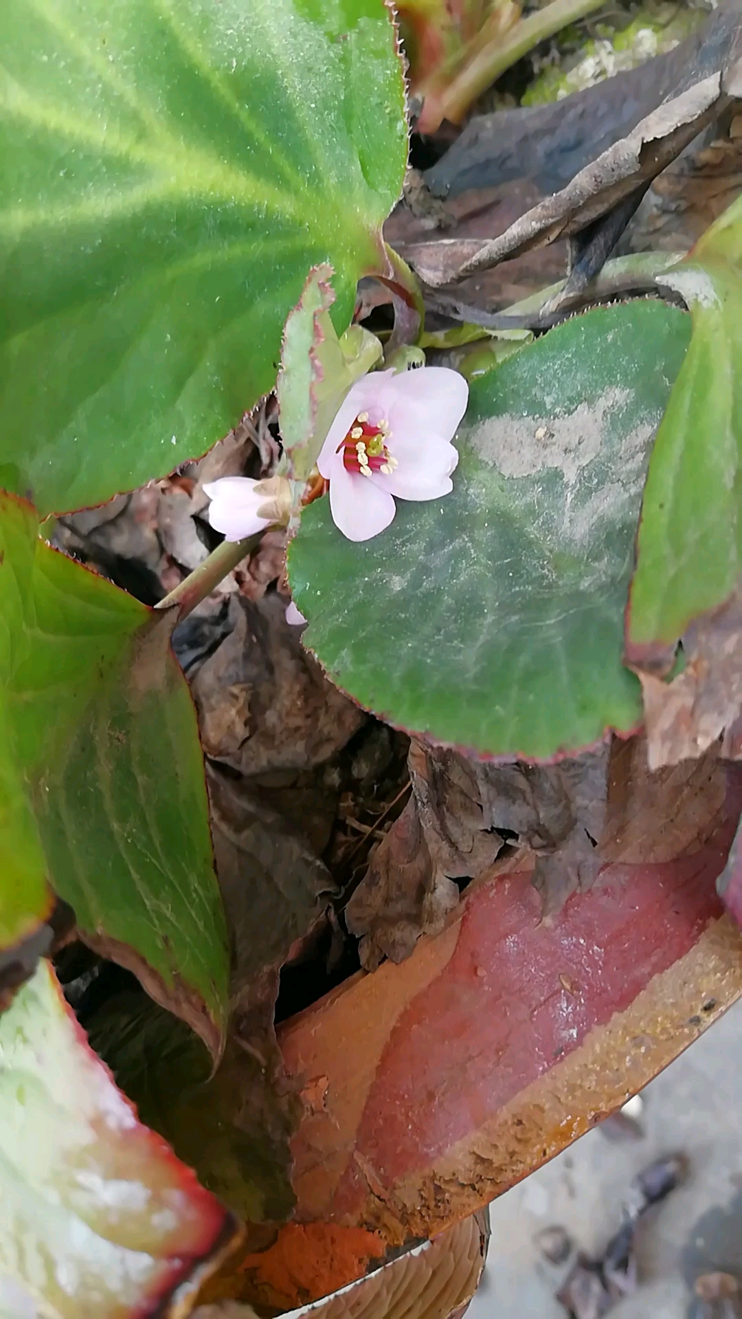 小花开了