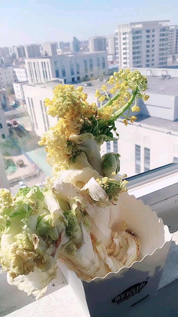 养在窗台的白菜花