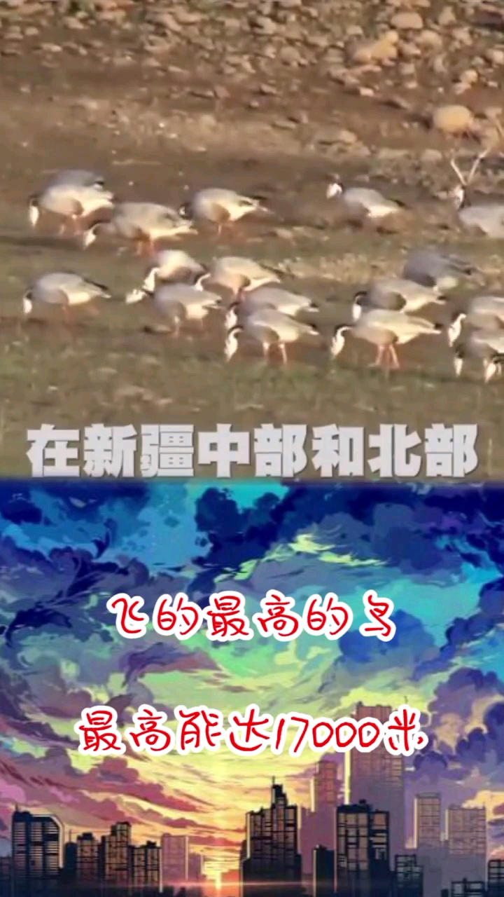 世界上飞的最高的鸟