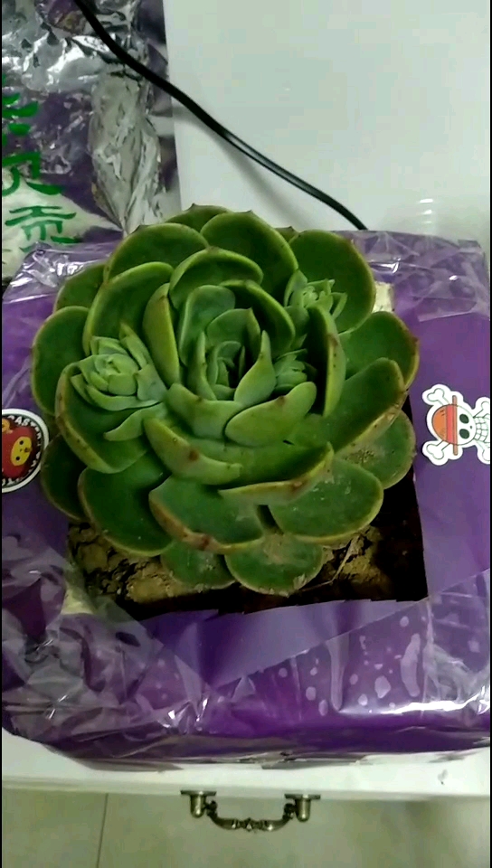 小肉球