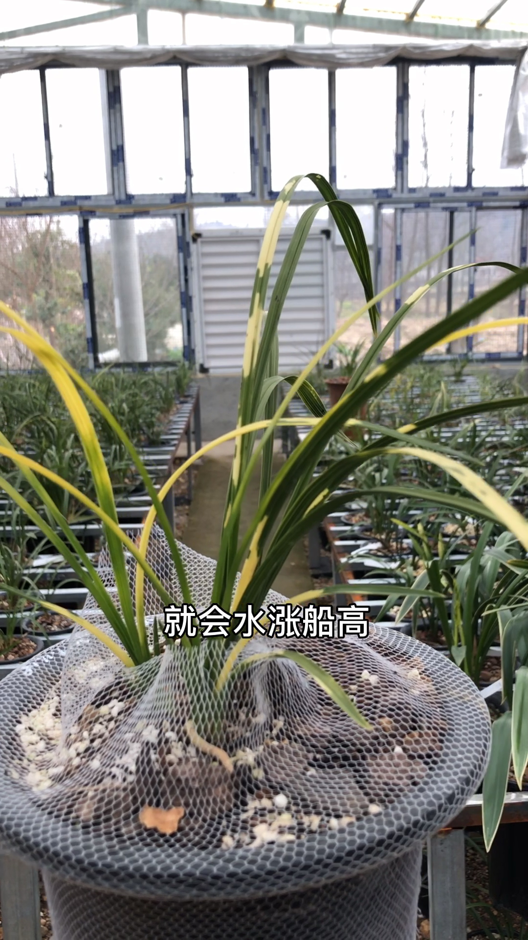 #兰花#兰花的种类影响兰花的价格