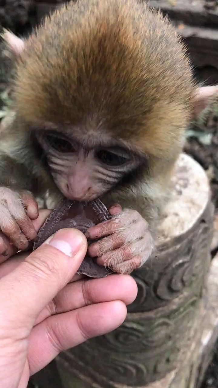 小布丁爱上了巧克力的味道