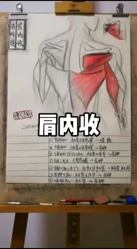 #生命在于运动#肩部肌肉学习