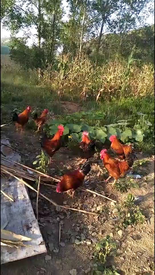 美丽的大公鸡
