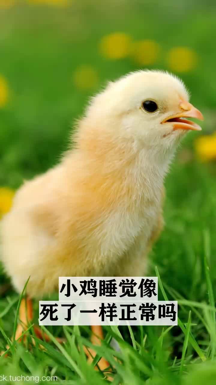小鸡睡觉像死了一样正常吗