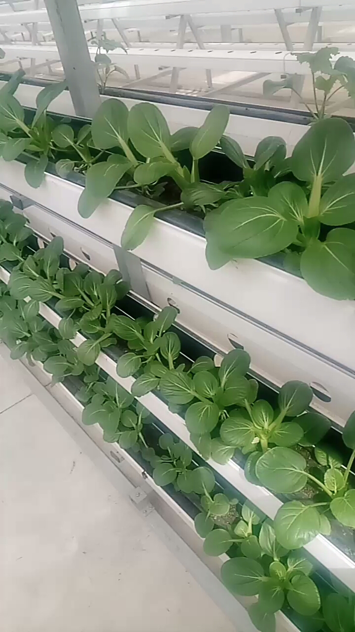 小油菜来了