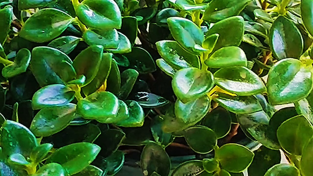 #养花#难怪金鱼吊兰一直养不好,原来它还有这“五怕”别再这样养护了 #花卉绿植 #