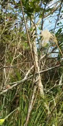 山清水秀都是花语花香,鸭脚木花开差不多了