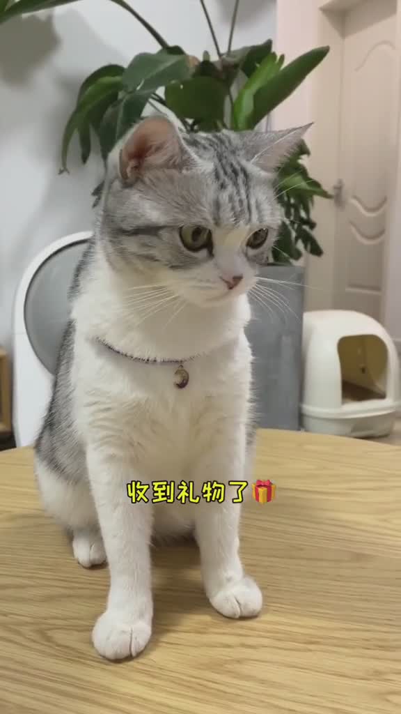 想给长胖的芙做套表情包大家都想看哪样的芙呀结尾有芙芙的香