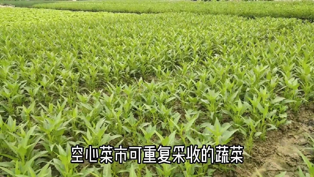 #种植蔬菜#菜农分享空心菜的种植方法和时间