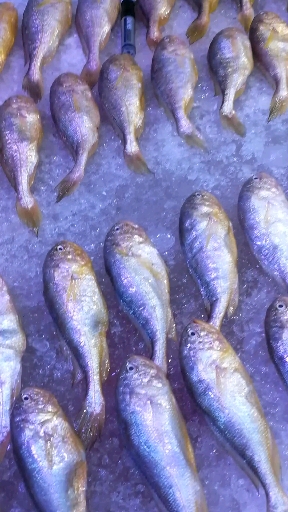 #海鲜美食#野生大头子梅鱼