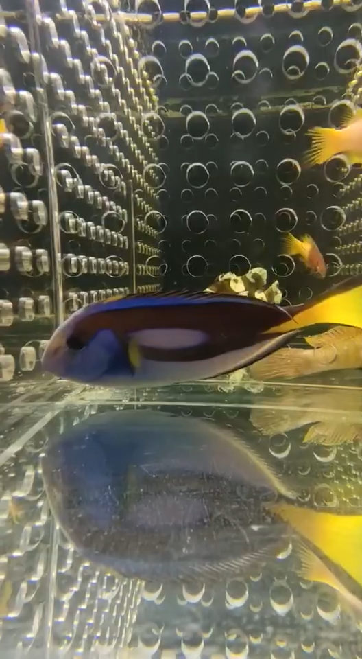 #海洋生物#蓝吊