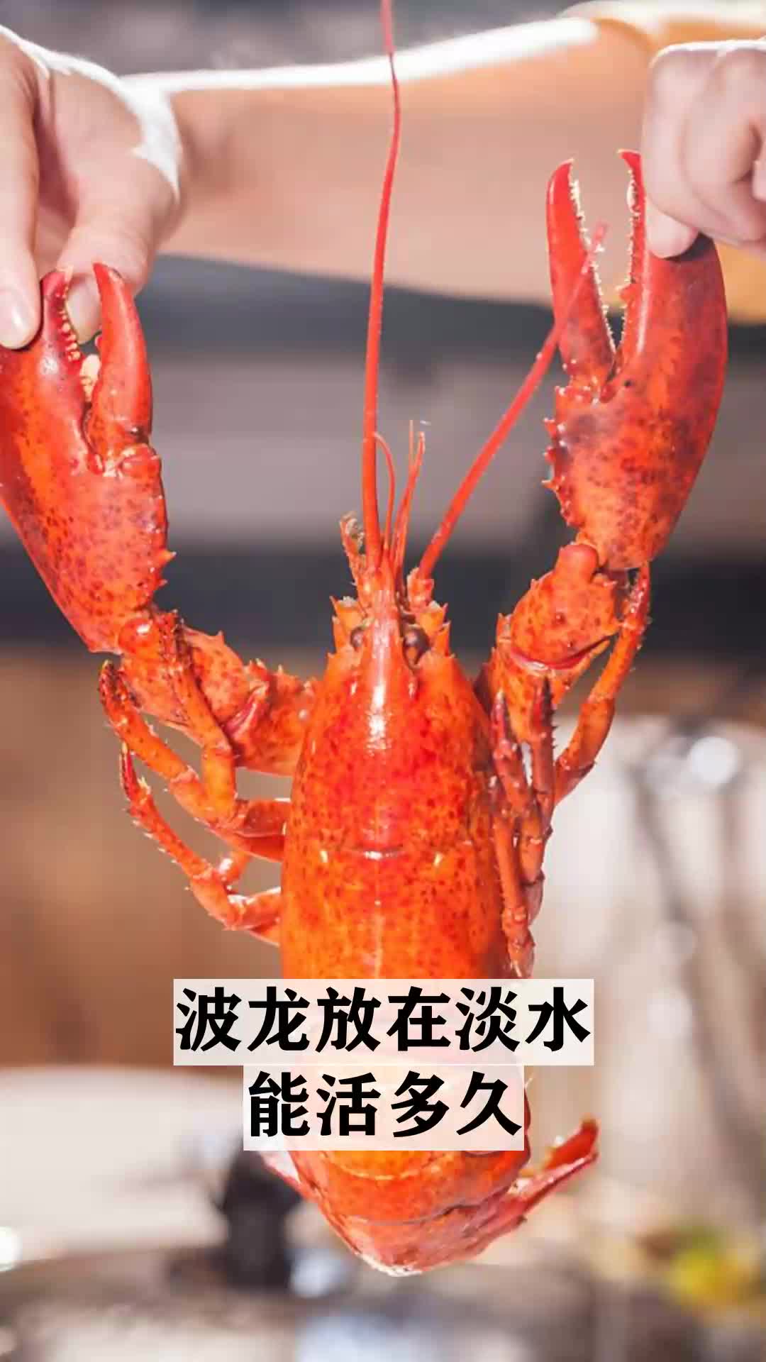 波龙放在淡水能活多久