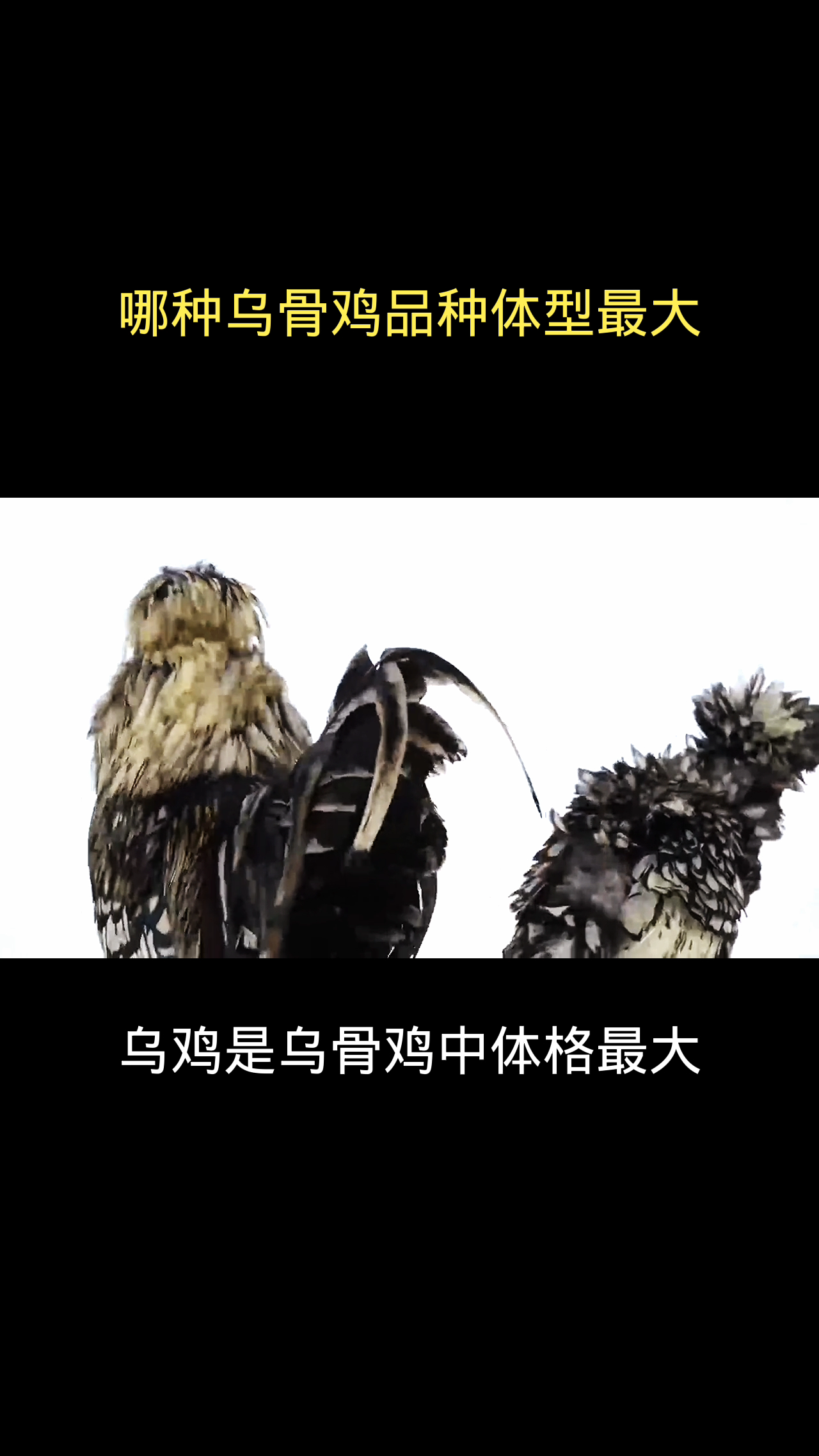 哪种乌骨鸡品种体型最大