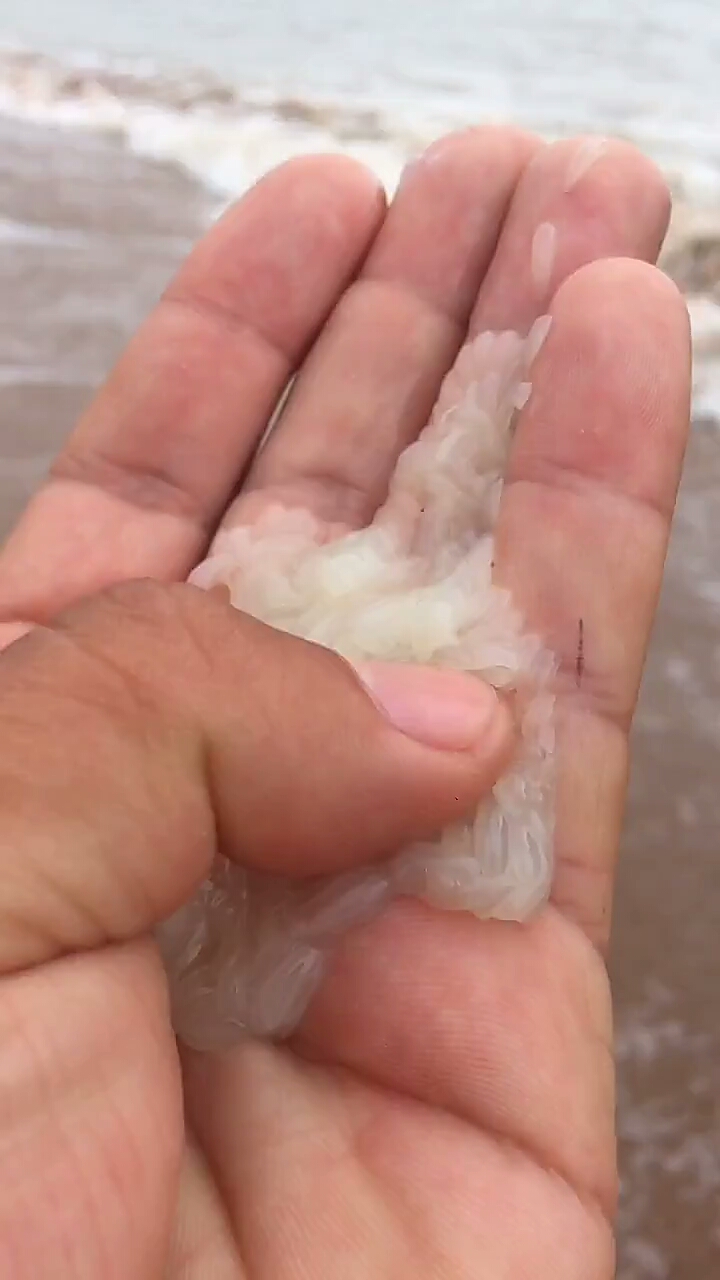 放生八爪鱼崽,来年会有更多的八爪鱼
