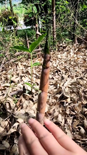 竹笋这样做比肉都好吃