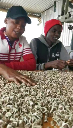 辣木籽树种子强大