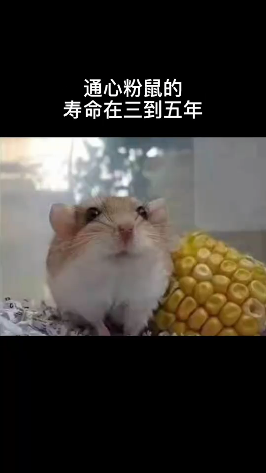 通心粉鼠的寿命 